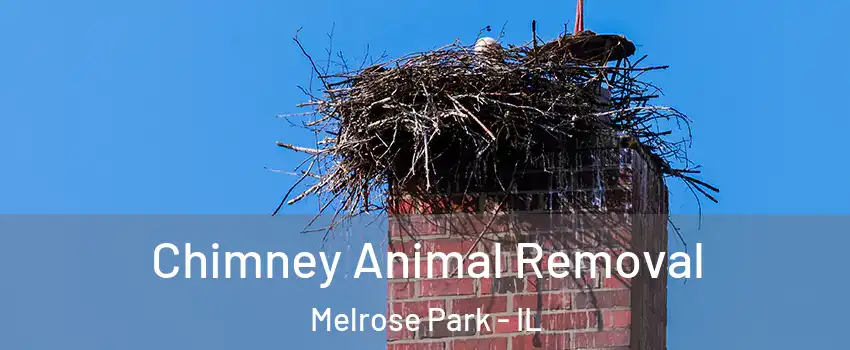  Chimney Animal Removal Melrose Park - IL