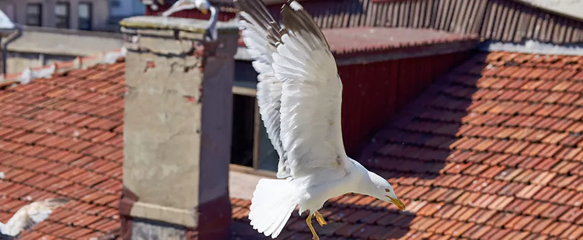 Residential Chimney Animal Removal Solution in Melrose Park, IL